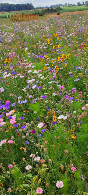Prairie en fleurs