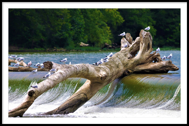 Providence Dam Metro Park, Oak Openings Region, A tree washed over the dam during flood season
