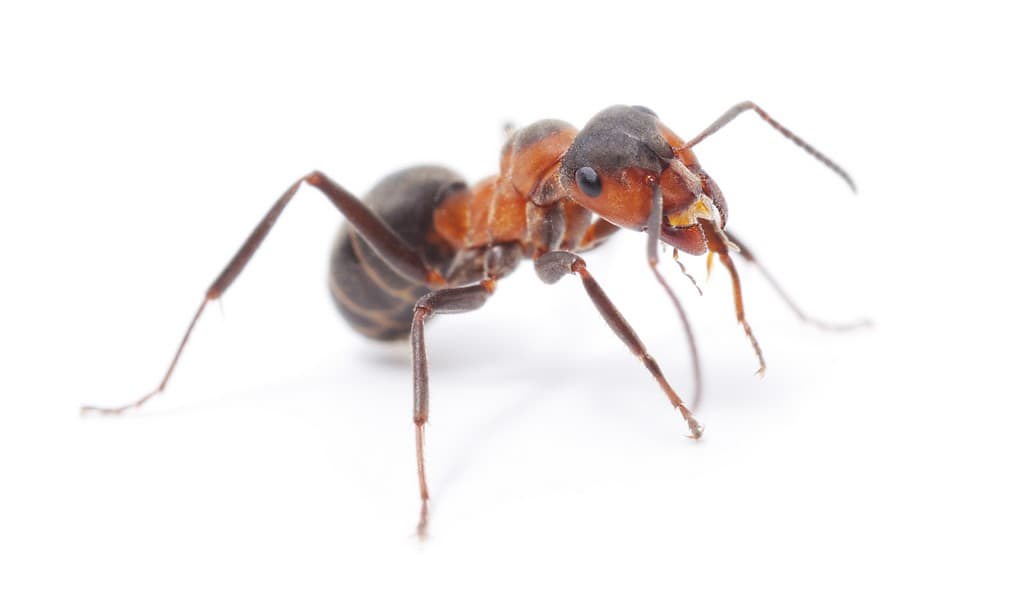 le-miel-produit-par-certaines-fourmis-pourrait-traiter-des-infections-bactériennes