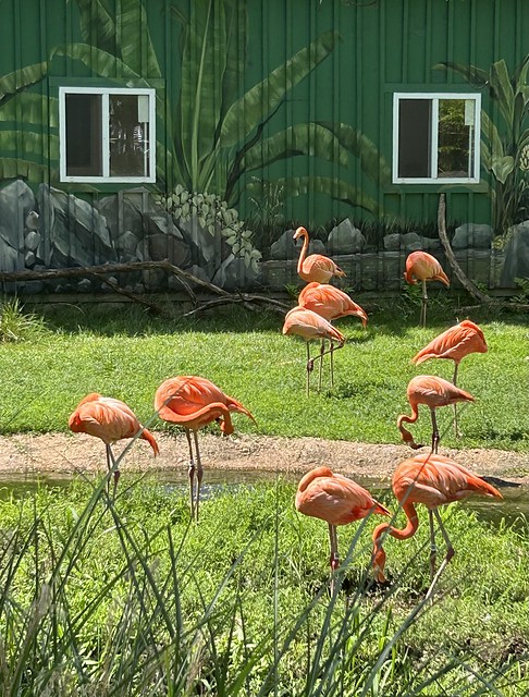 MD Zoo in Baltimore ~ Flamingos