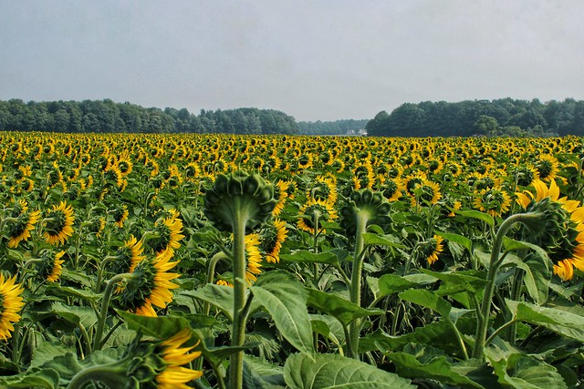 Degen Sunflower Farm, Montague, Michigan