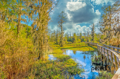 Phinzy Swamp Park Landscape - Augusta, Georgia by Peter Ciro Photography, 2southeast alabama atlanta exif:lens=ef1740mmf4lusm camera:model=canoneos5dmarkiv exif:model=canoneo