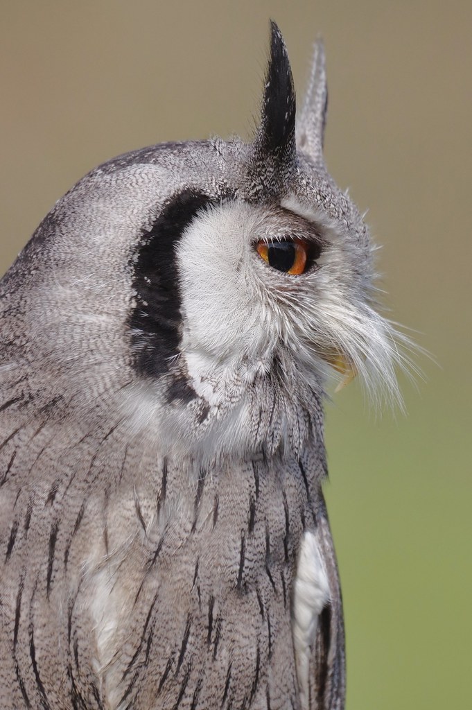 Northern White-Faced Scops Owl - Ptilopsis leucotis