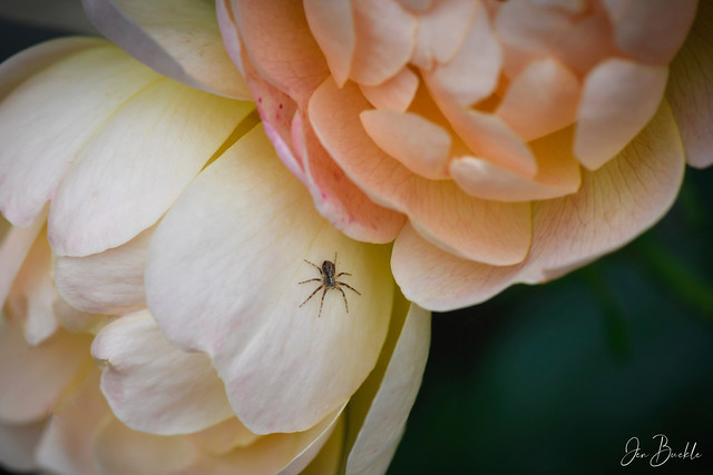 Spider on a rose