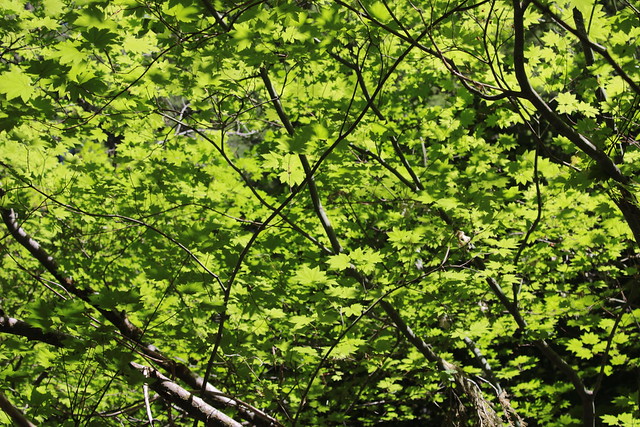 Greenery, in the form of vine maple canopy