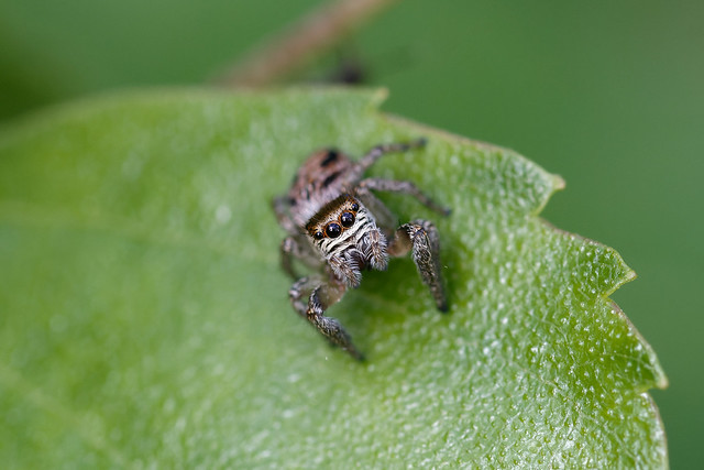 Jumping spider (Evarcha arcuata) Bandithoppspindel