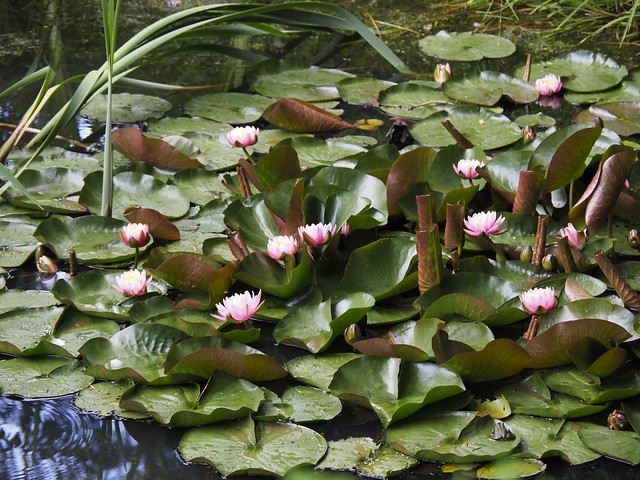 Nymphaea 'Perry's Fire Opal'