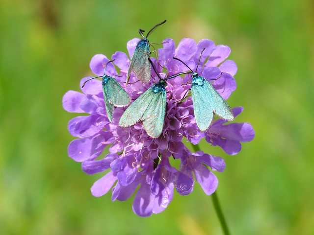 How many Adscita moths can you fit on a single Scabiosa lucida flower?