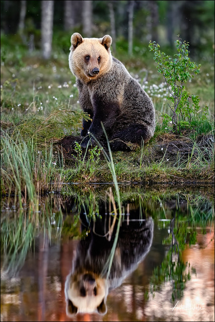 A blond Bear sitting and wonder at the swamp pond