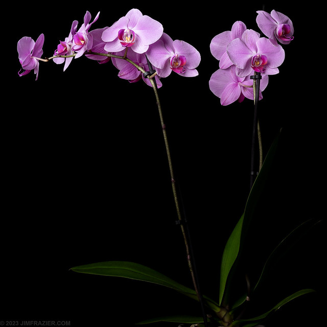 The Penultimate Orchid
