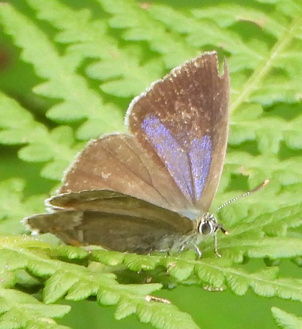 Female Purple Hairstreak Butterfly