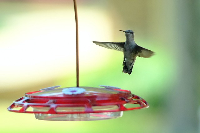 Hummingbird 02 07.25.23(1)