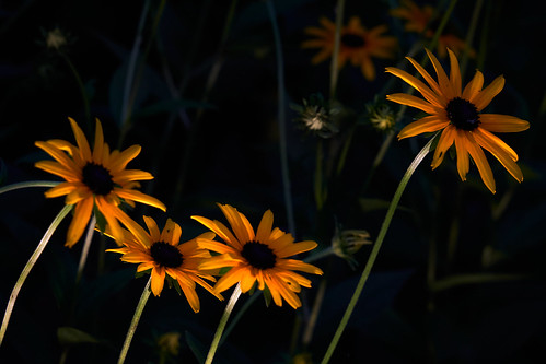 Night Flowers II