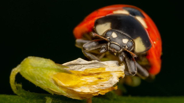 7 Spot Ladybird - Coccinella septempunctata