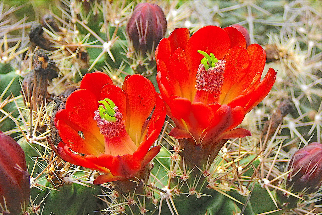 Echinocereus triglochidiatus var. melanacanthus  Californie - Mexique