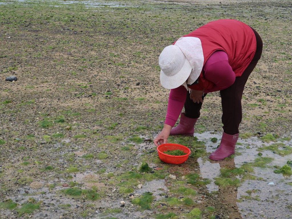 澎湖北寮村潮間帶可見到婦女採海菜的身影。圖片來源：中央研究院臺灣史研究所