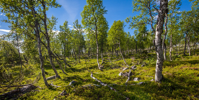 Nordic birch wood