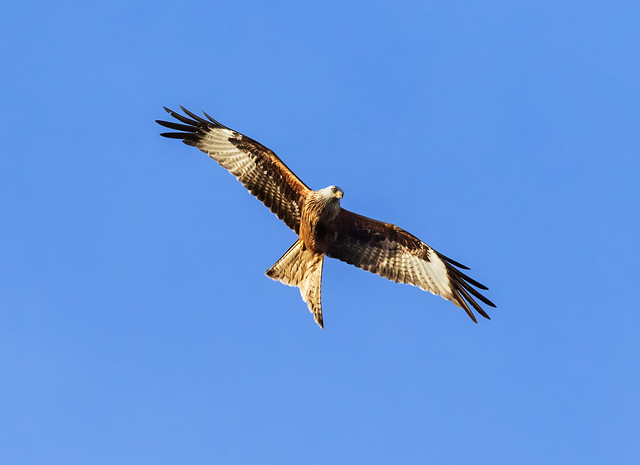 Well lit Red Kite soaring in a blue sky
