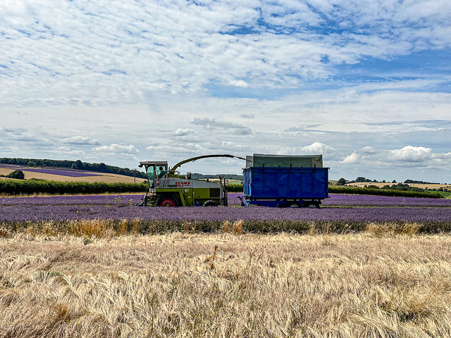Harvesting the Lavender
