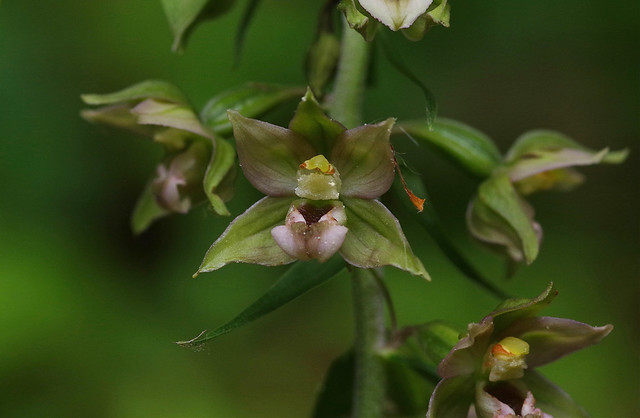 A closer look at Shepherds Hill Broad-leaved Helleborines (BLH)