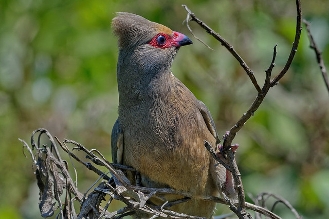 Краснолицая птица-мышь, Urocolius indicus indicus, Red-faced Mousebird