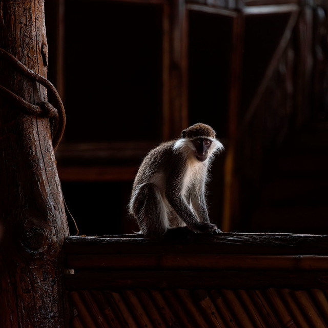 Grivet Monkey, Ethiopia