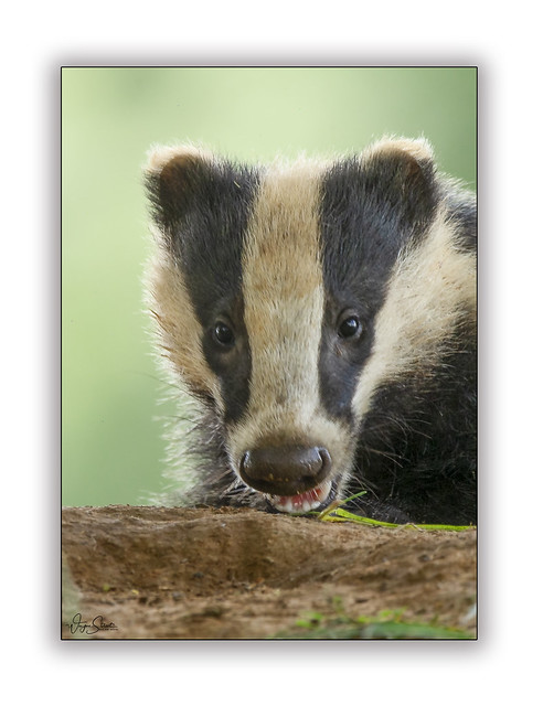 A badger portrait.