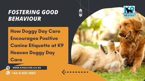 Fostering Good Behaviour: How Doggy Day Care Encourages Positive Canine Etiquette at K9 Heaven Doggy Day Care - Fostering Good Behaviour: How Doggy Day Care Encourages Positive Canine Etiquette at K9 Heaven Doggy Day Care | by nzk9heaven