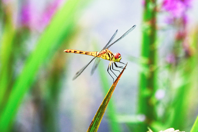 Dragonfly :Summer Darter