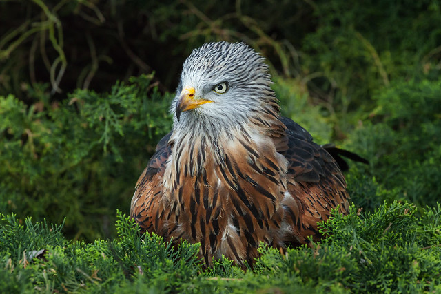 Red Kite head and shoulders close-up