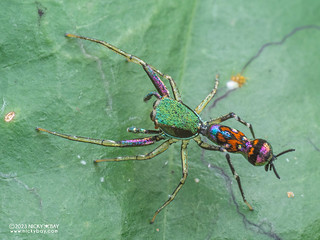 Jumping spider (Orsima ichneumon) - P7063067