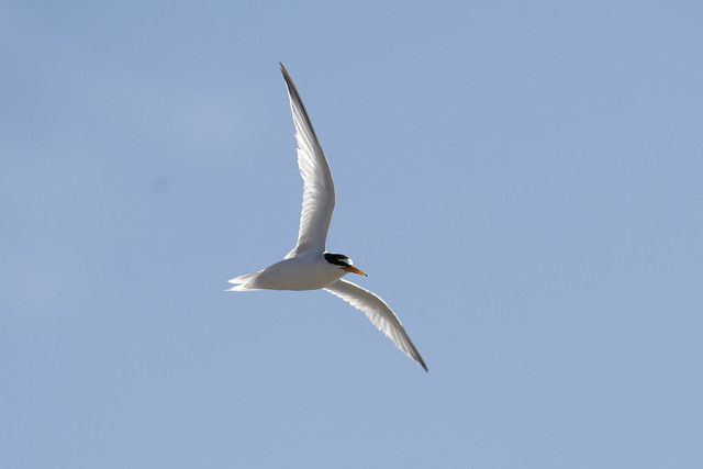 Little Tern flyby