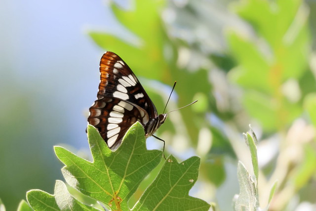Lorquin's Admiral butterfly, Fort Simcoe
