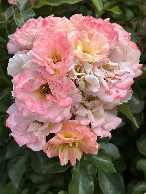 June roses (6)