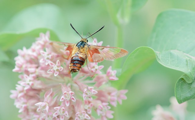 Hummingbird Clearwing Moth from Above
