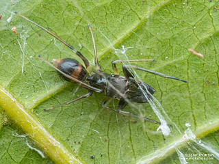 Ant-mimic jumping spider (Myrmarachne sp.) - P7063353
