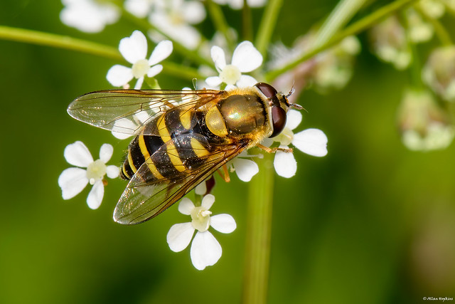 Common Flower Fly (Syrphus ribesii) - female