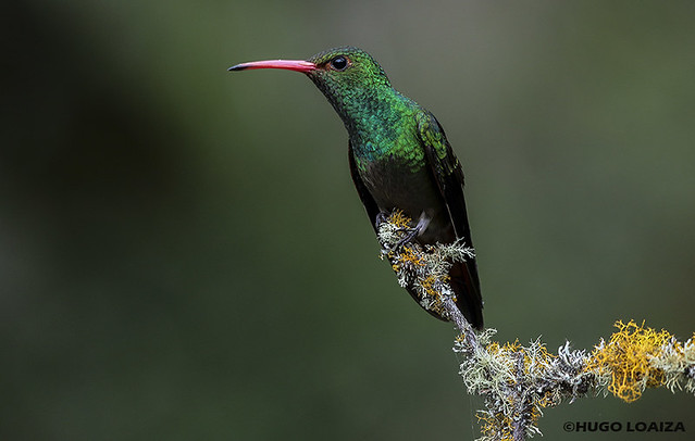 Amazilia tzacatl - Amazilia Colirrufa - Rufous-tailed Hummingbird