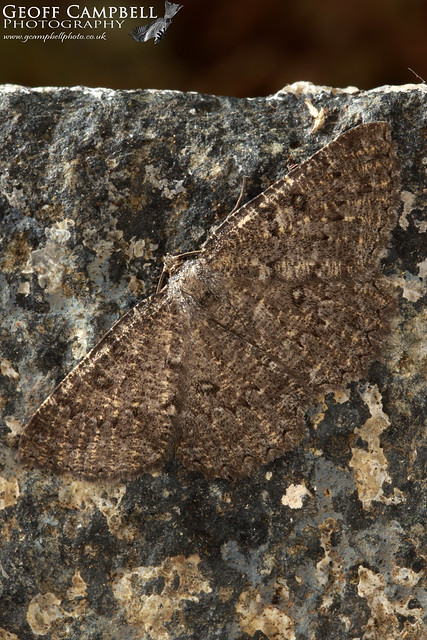 The Annulet (Charissa obscurata)