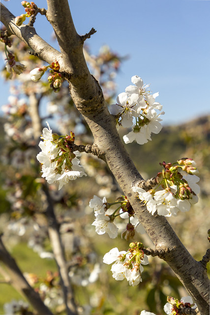 Spain - Malaga - Alfarnatejo - Cherry blossom