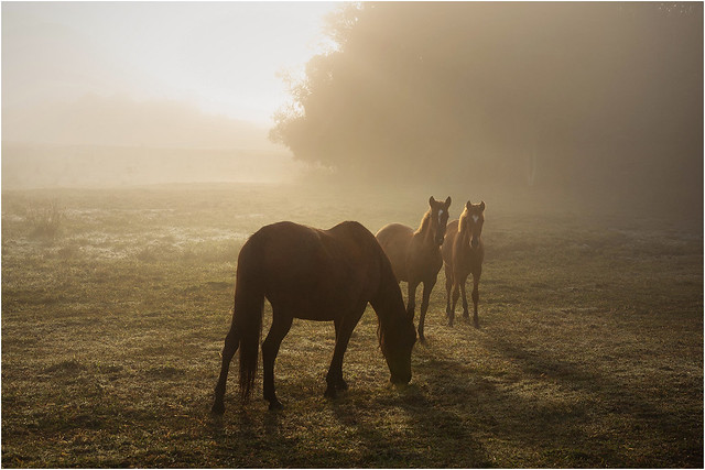 A Égua e o Potro - Familia do Cavalo - Sertãozinho - Sul de Minas - MG - Brasil