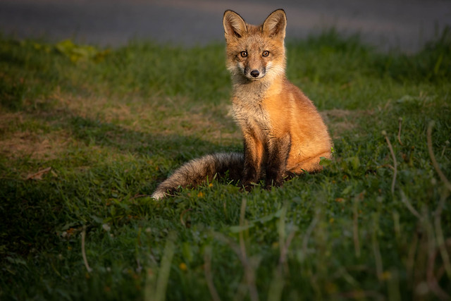 Red Fox Kit waiting for mother