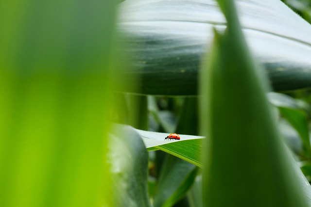 Ladybird in corn crop