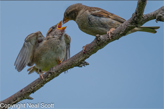 House sparrow feeding juvenile. 1
