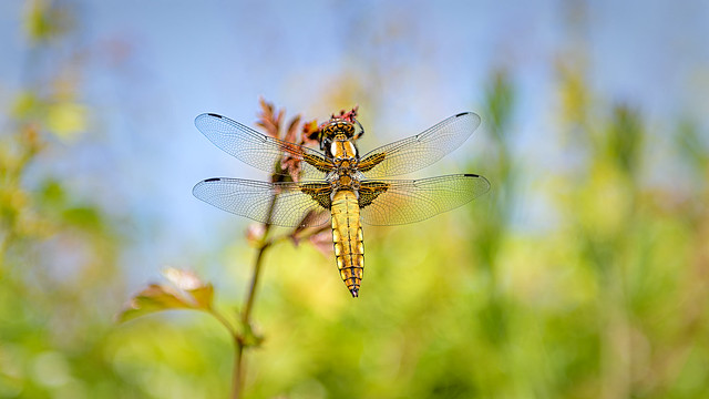 IMMATURE BROAD-BODIED CHASER (M)