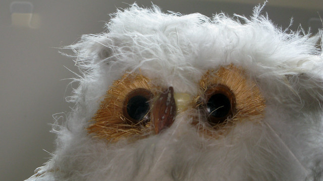 Owl with big eyes!! Uil met grote ogen !! Chouette aux grands yeux !! Eule mit großen Augen!!