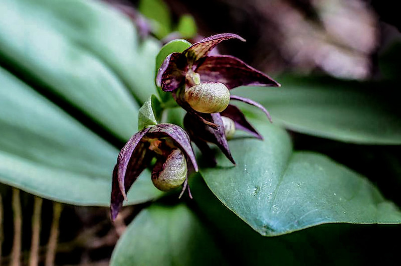 Clustered Lady’s Slipper at blooming (4)