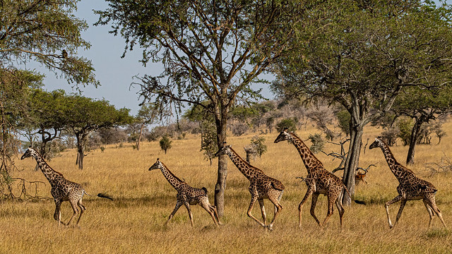 2017.06.24.6190.D500 Giraffes on the Run