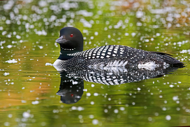 Common Loon Posing In A Cottonwood Seed Snowfall With Nice Reflection - In Explore