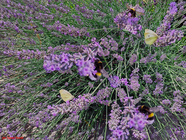Lavender - a paradise for bumblebees, bees and butterflies